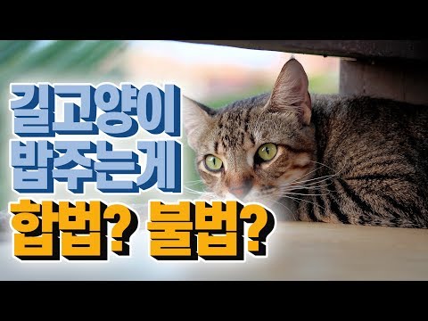 [라방 서머리] 길가다 고양이에게 밥 주면 불법이라고?