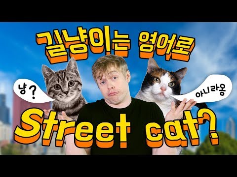 길고양이를 영어로 Street cat 라고 하세요?