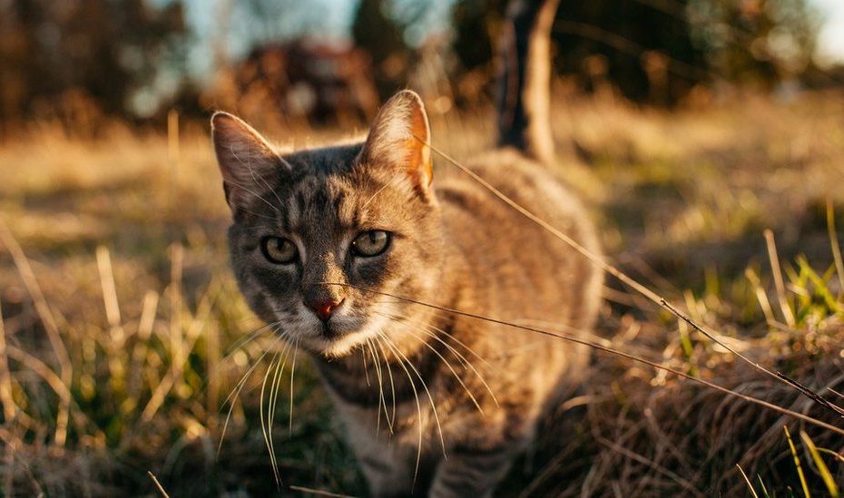 Why A Village In New Zealand Is Trying To Ban All Cats - Bbc News