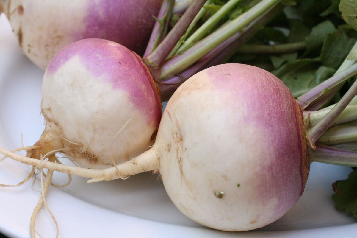 Turnip - Wikipedia