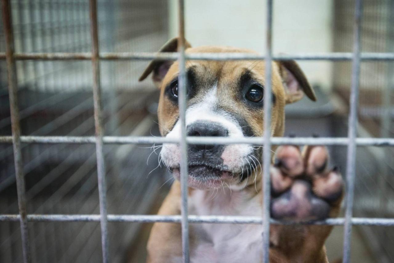 Close To 3000 Dogs Put Down By Auckland Council Last Year | Stuff.Co.Nz