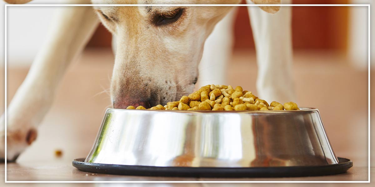What Should I Feed My Dog? – Pawsindia