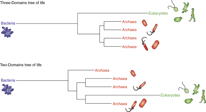 Evolutionary Relationships Between Archaea And Eukaryotes | Nature Ecology  & Evolution