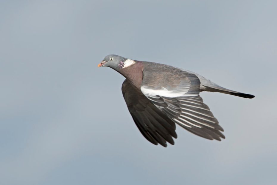 Woodpigeons And Crows Can No Longer Be Freely Killed In England | Birds |  The Guardian