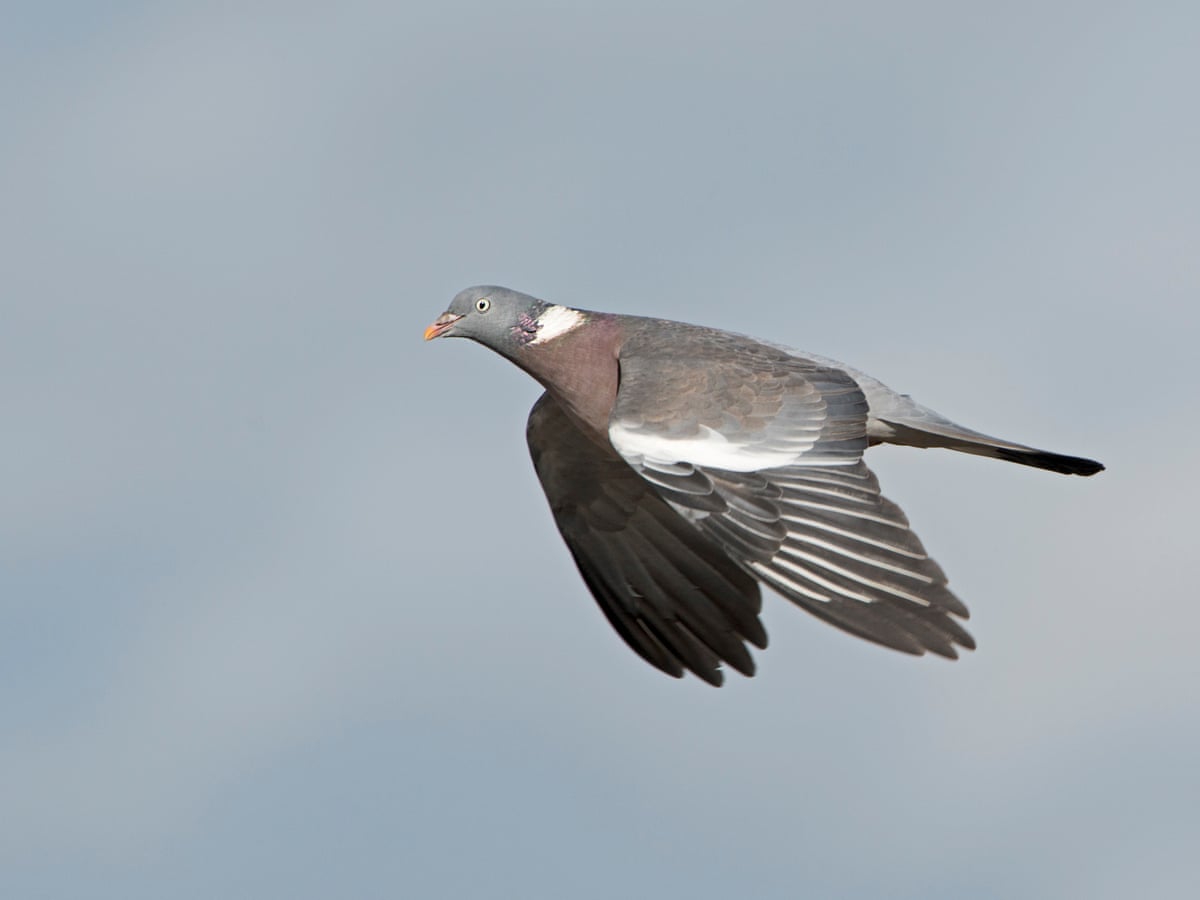 Woodpigeons And Crows Can No Longer Be Freely Killed In England | Birds |  The Guardian