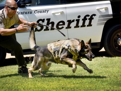 Canine Unit - Ventura County Sheriff'S Office