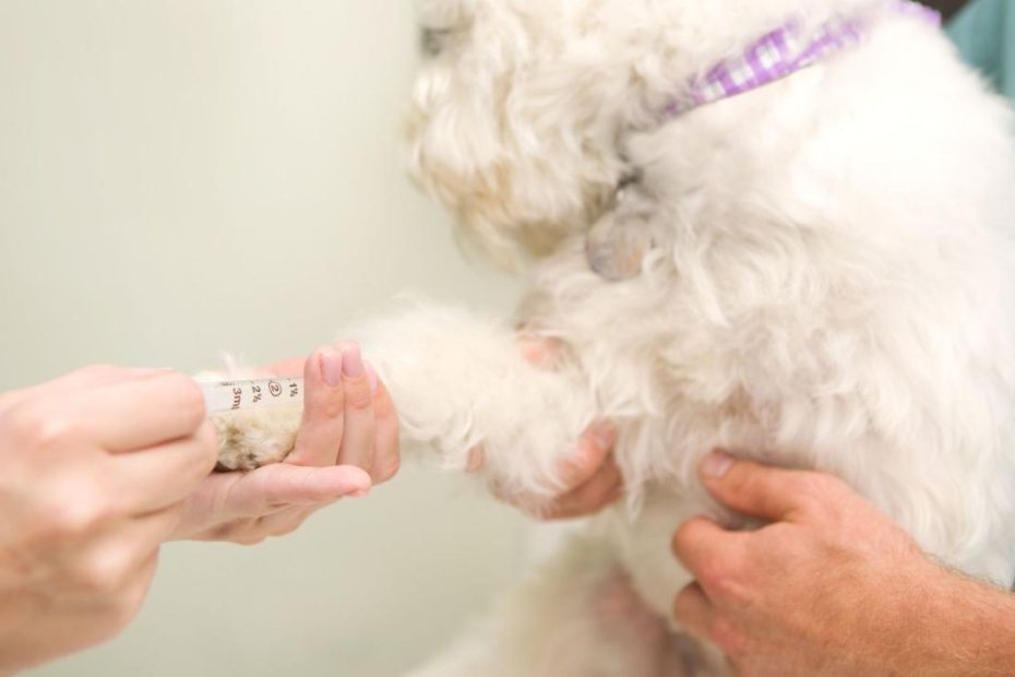 Should I Take My Pet In For A Blood Test? Pet Blood Tests In Malaysia 101