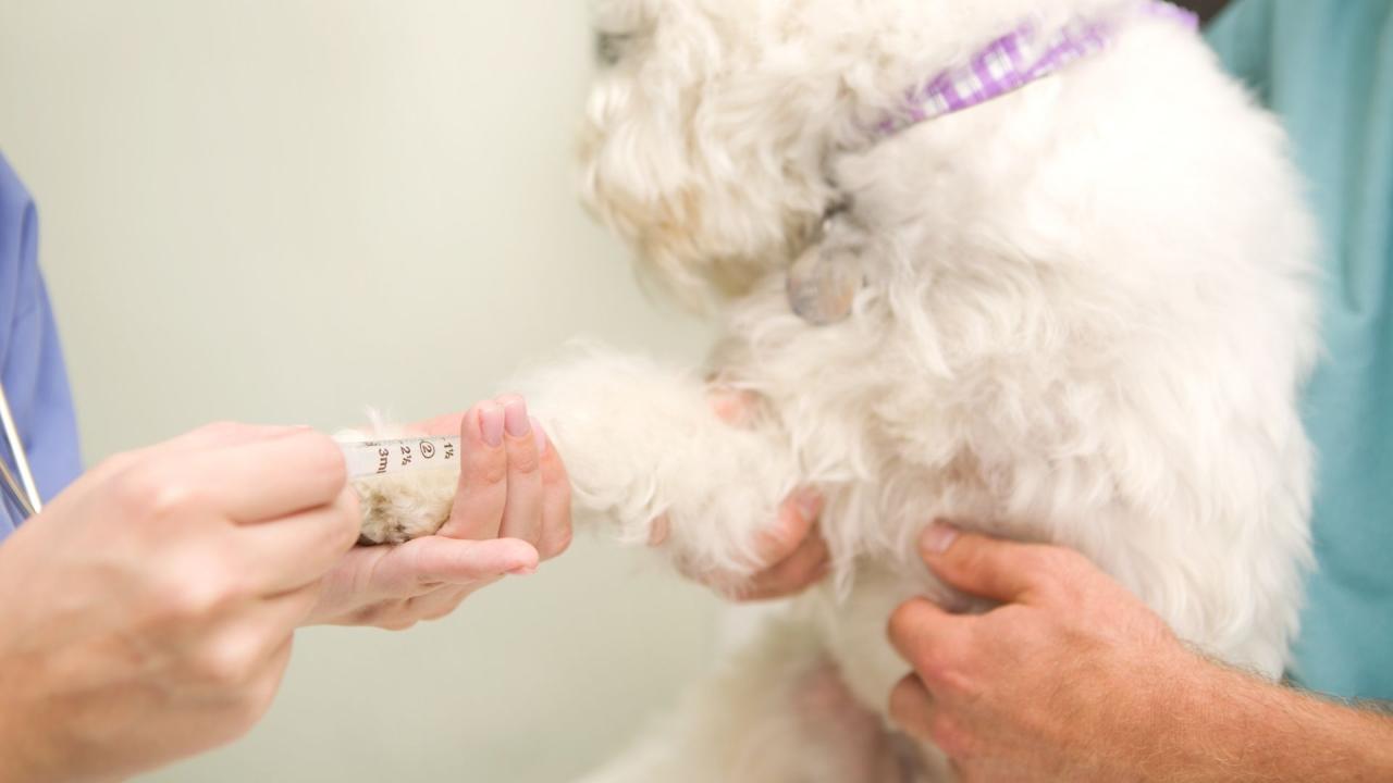Should I Take My Pet In For A Blood Test? Pet Blood Tests In Malaysia 101