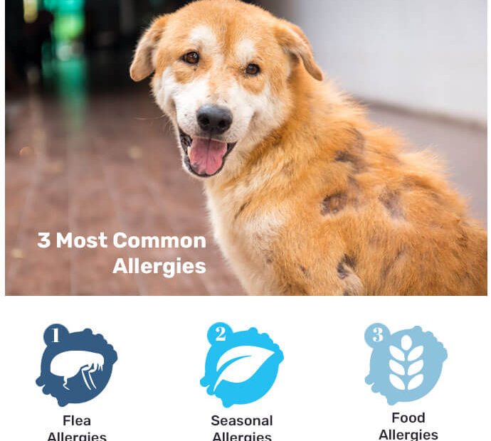 Countryside | Skin Conditions & Allergies In Pets