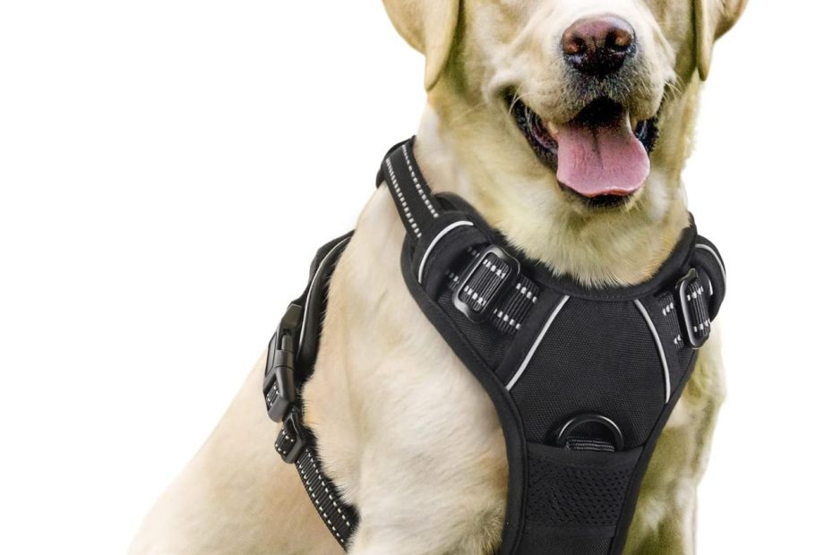 Amazon.Com : Rabbitgoo Dog Harness, No-Pull Pet Harness With 2 Leash Clips,  Adjustable Soft Padded Dog Vest, Reflective No-Choke Pet Oxford Vest With  Easy Control Handle For Large Dogs, Black, L :