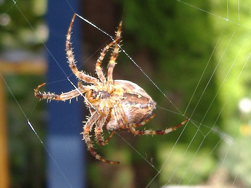 Spider Silk - Wikipedia
