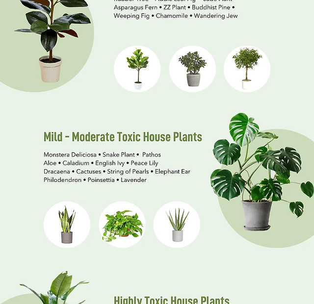 Common Toxic And Non-Toxic Plants For Dogs And Cats | Red Dog Blue Kat