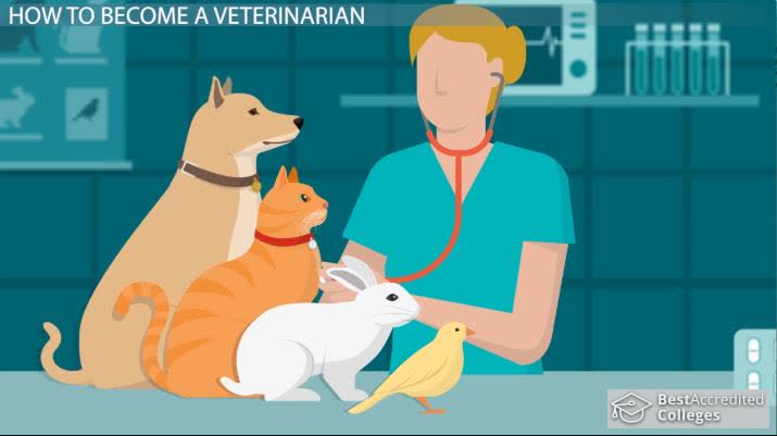 How To Become A Veterinarian | Education And Career Roadmap