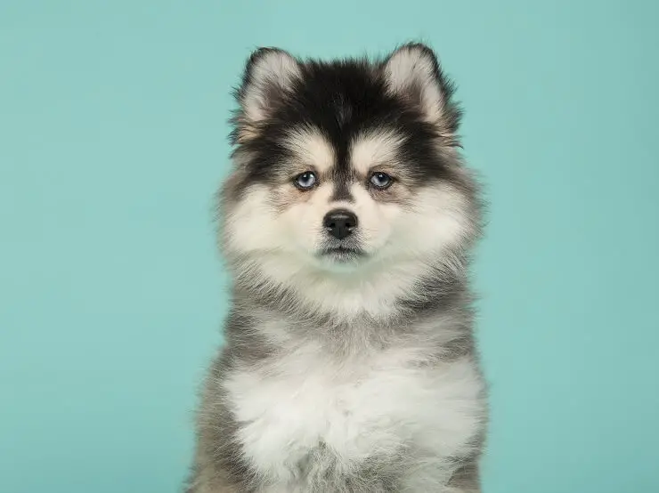 Pomsky Complete Guide: 5 Must Know Facts Before Buying | Perfect Dog Breeds