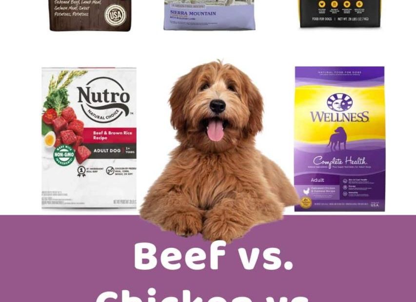 Beef Vs Chicken Vs Lamb Dog Food: Which Is Best?