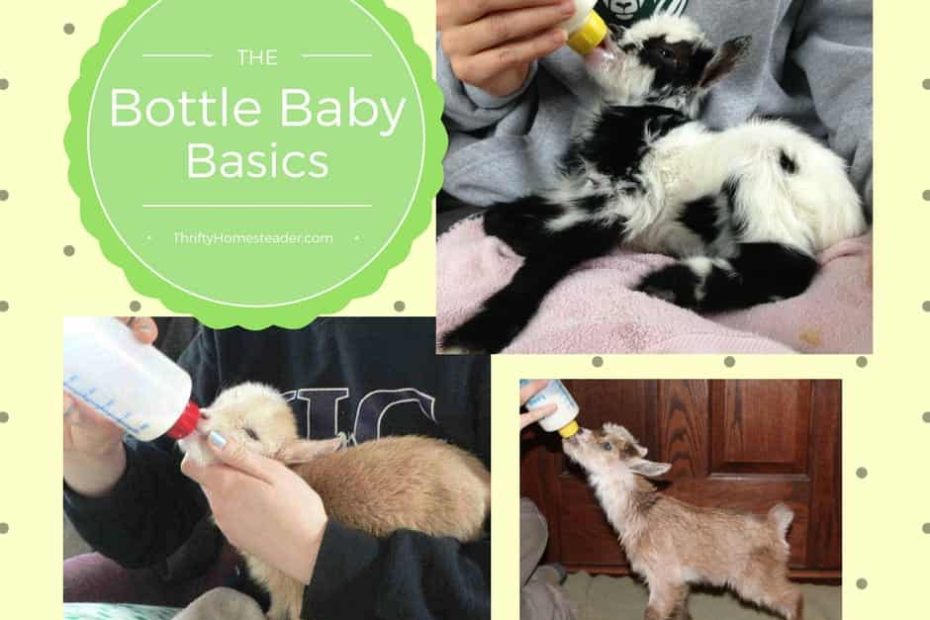 Basics Of Bottle Feeding Goat Kids