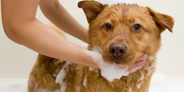 Tips For Bathing A Dog At Home | Preventive Vet
