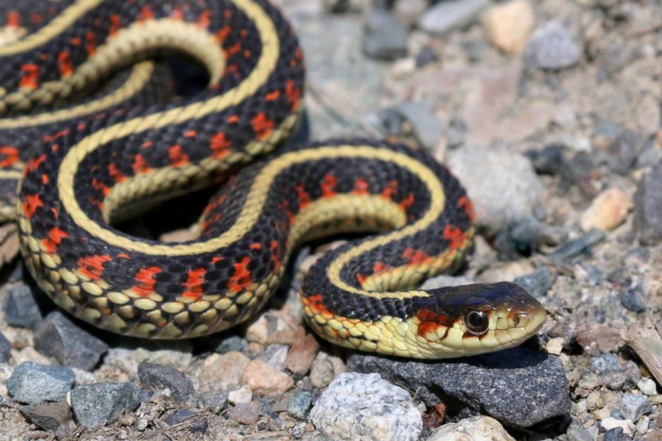 Garter Snake | Habitat, Diet, & Facts | Britannica