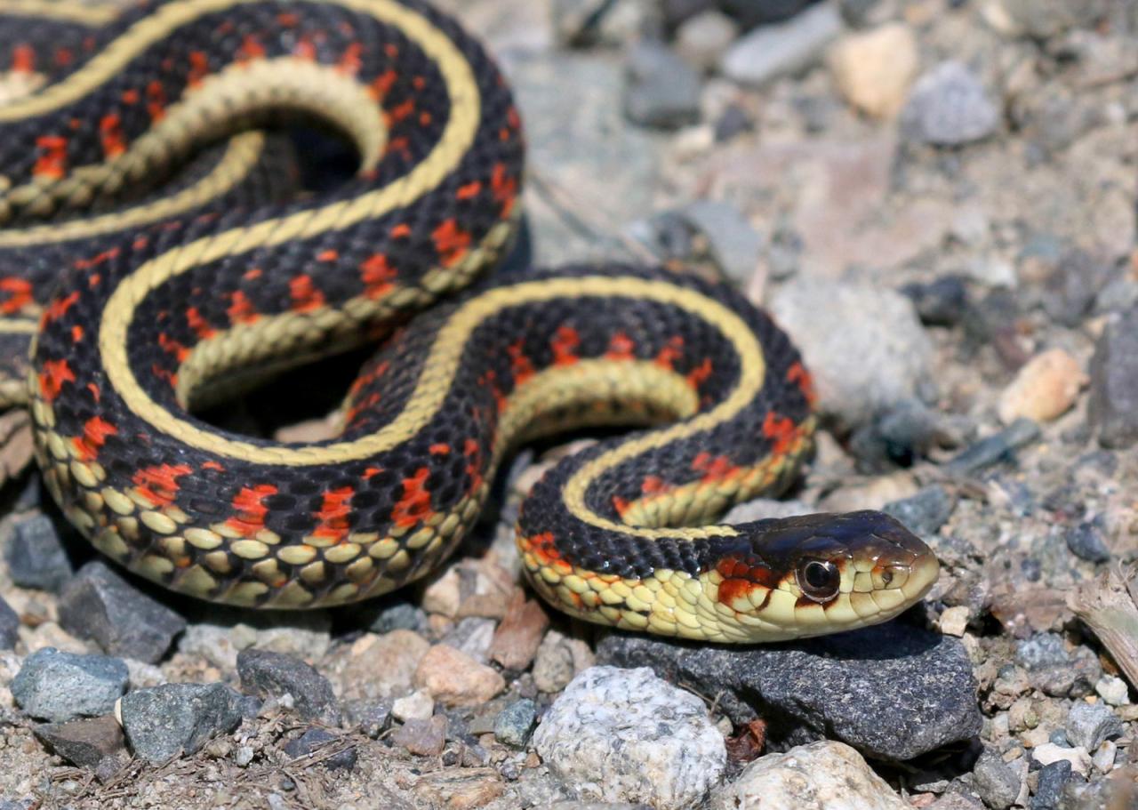 Garter Snake | Habitat, Diet, & Facts | Britannica