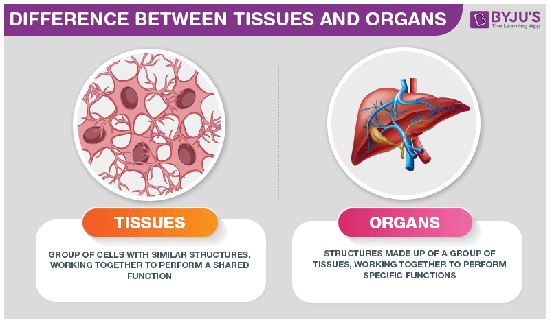 Difference Between Tissues And Organs Are Explained In Detail