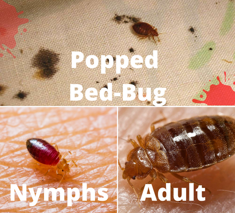 Can Squeezing Bed Bug Multiply Them?