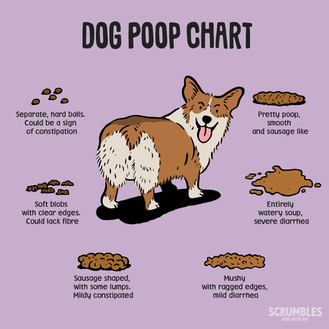 Healthy Dog Poop Chart: In Search Of The Perfect Poop