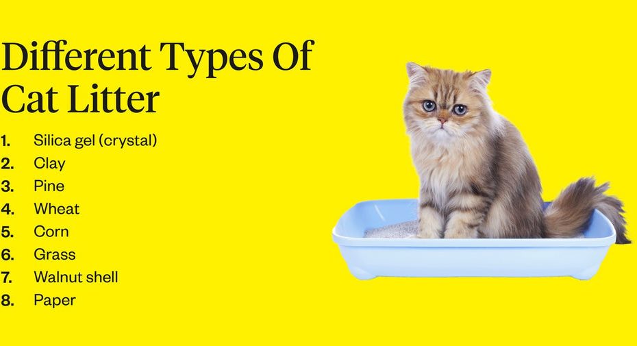 Is Silica Cat Litter Safe? | Dutch