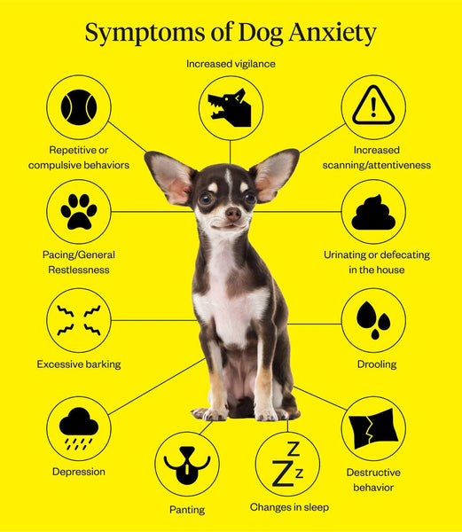Anxiety In Dogs: How To Help Your Pooch With Anxiety | Dutch