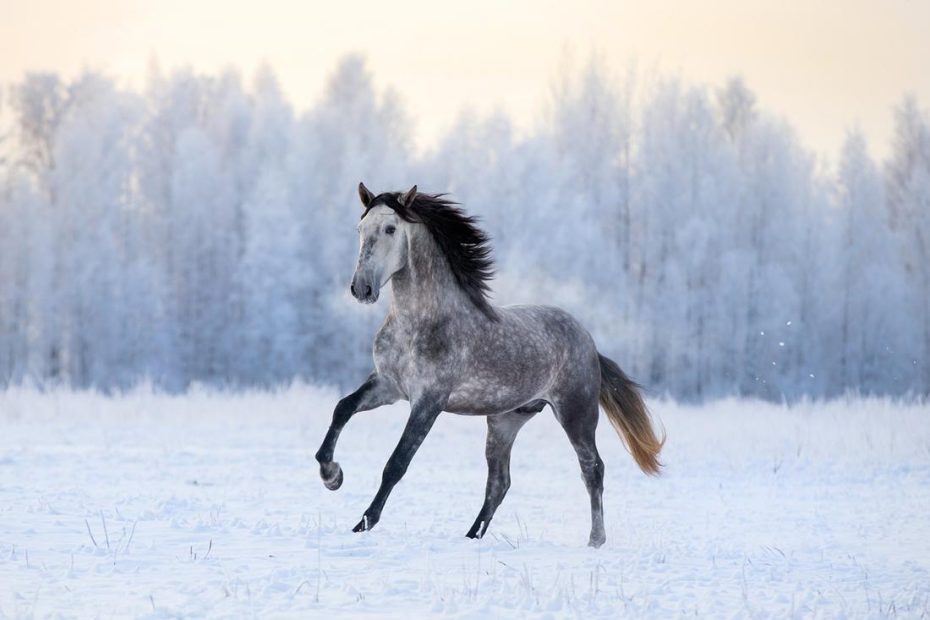 7 Tips For Feeding Your Horse In Winter [Cold Weather Care Guide] | Mad Barn