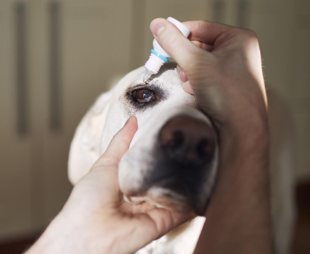 Eye Drops For Dogs - Whole Dog Journal
