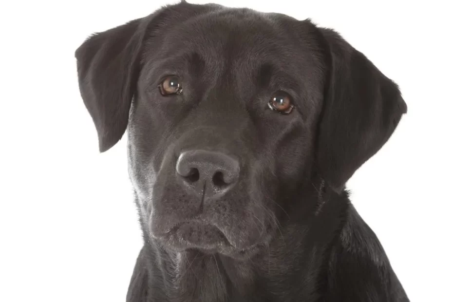 Labrador Retriever Dog Breed Information & Characteristics