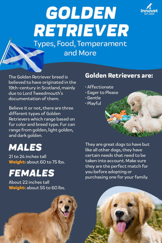 Golden Retriever Puppies 101 - Types, Food, Temperament And More – Innovet  Pet