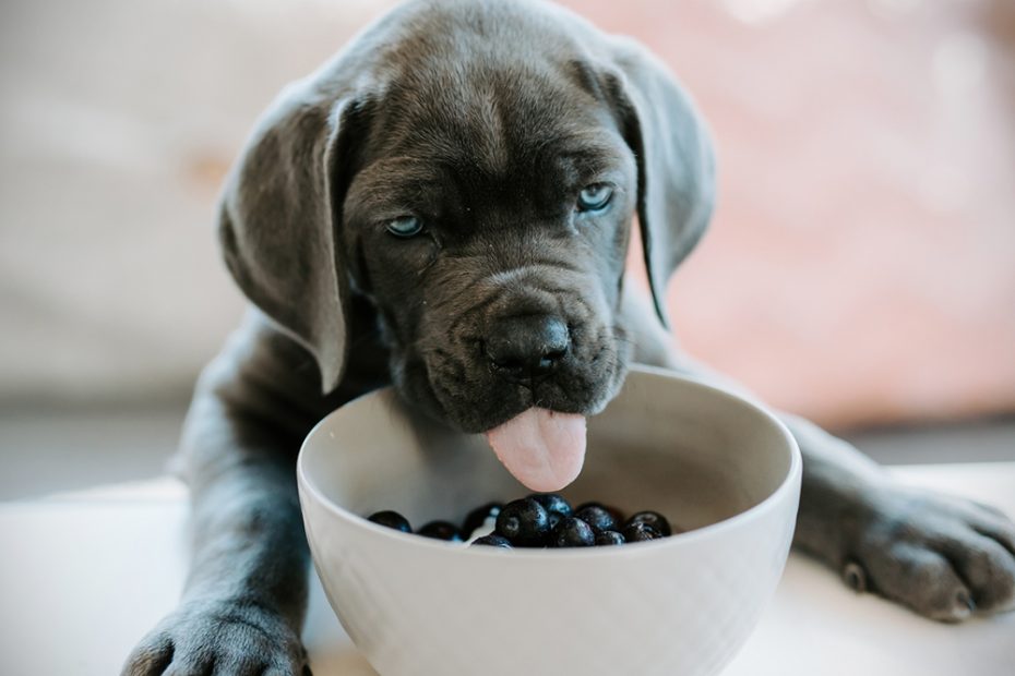 10 Super Foods For You And Your Dog · The Wildest