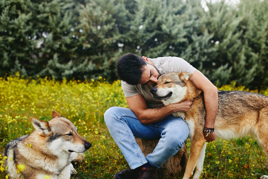 Do Wolf Dogs Make Good Pets? · The Wildest