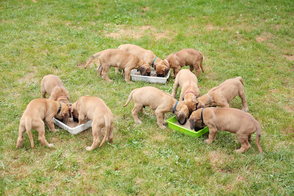 How Much To Feed A Great Dane Puppy