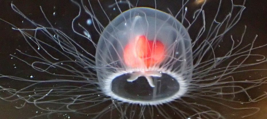 The 'Immortal Jellyfish' Can Age In Reverse And Possibly Live Forever :  Sciencealert