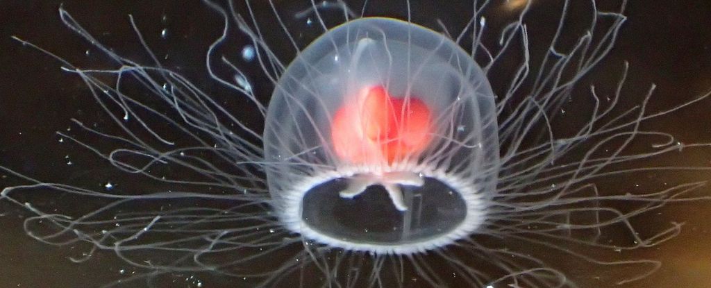 The 'Immortal Jellyfish' Can Age In Reverse And Possibly Live Forever :  Sciencealert