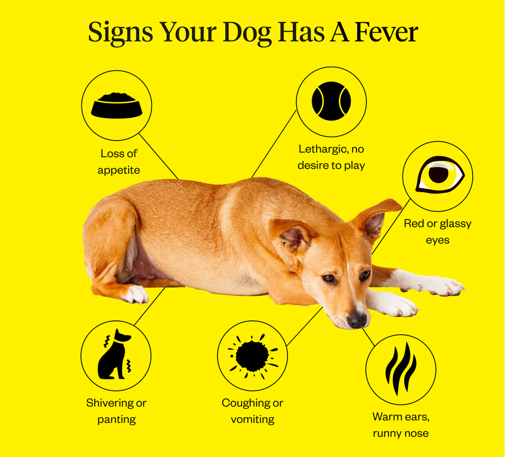 How To Tell Your Dog Has A Fever | Dutch
