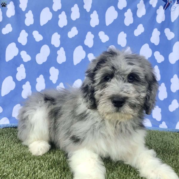Newfypoo Puppies For Sale | Greenfield Puppies
