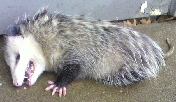Playing Possum In Your Backyard – Lake County Record-Bee