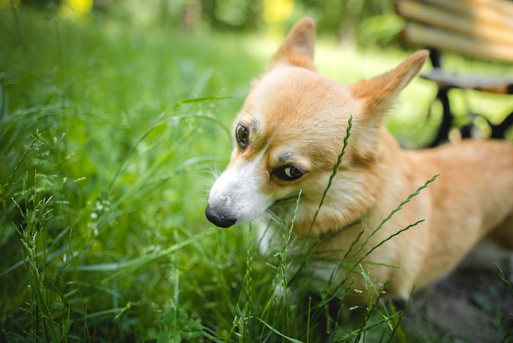 Why Does My Dog Eat Grass? – American Kennel Club