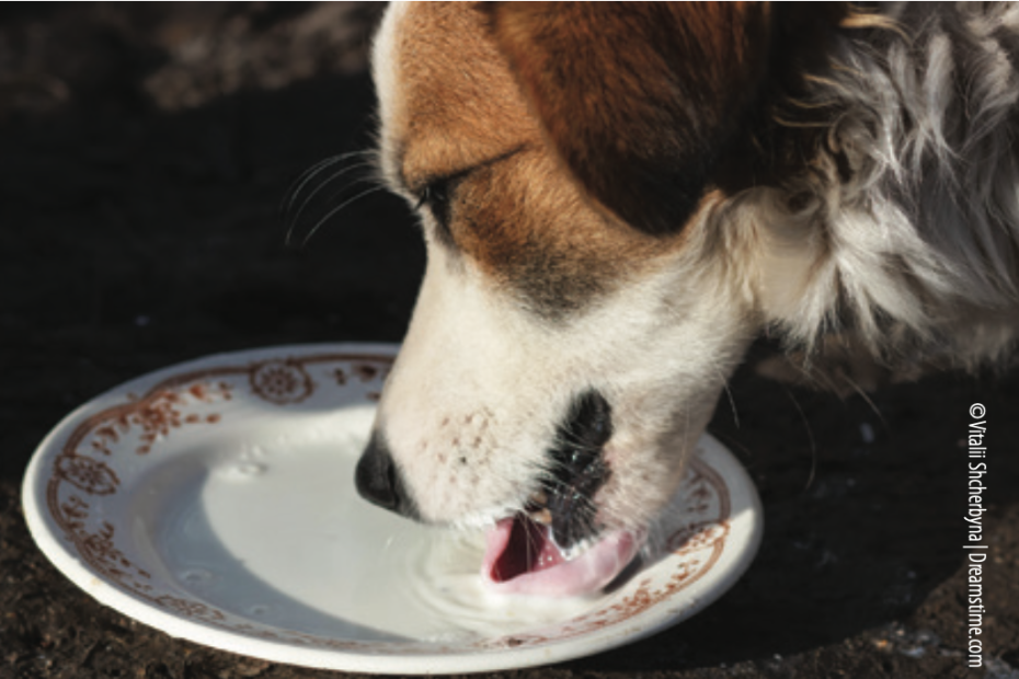 Can Dogs Drink Milk | Dogs And Dairy