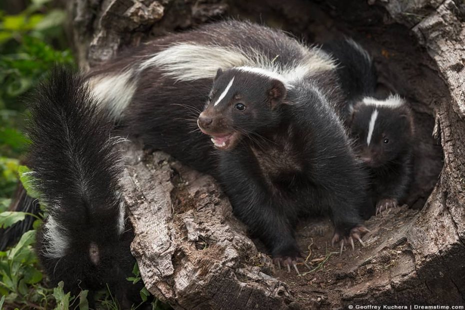 15 Scents That Skunks Hate (And How To Use Them) - Pest Pointers