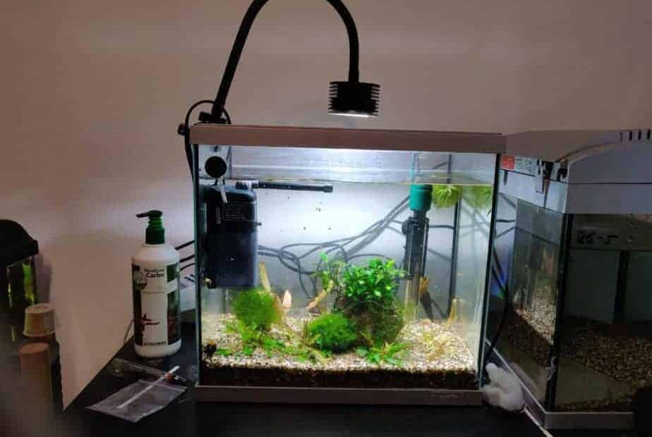 Do Aquarium Fish Need Light At Night Or Can You Turn It Off?