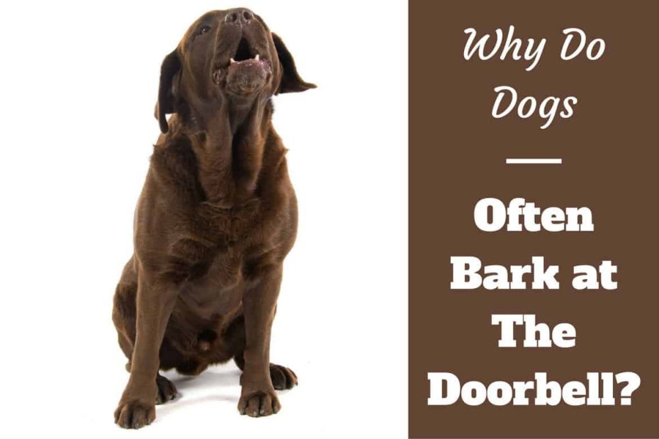 Why Do Dogs Bark At The Doorbell - Labraodrtraininghq