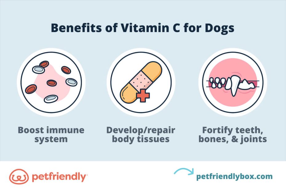 Vitamin C For Dogs: Can Dogs Have Vitamin C