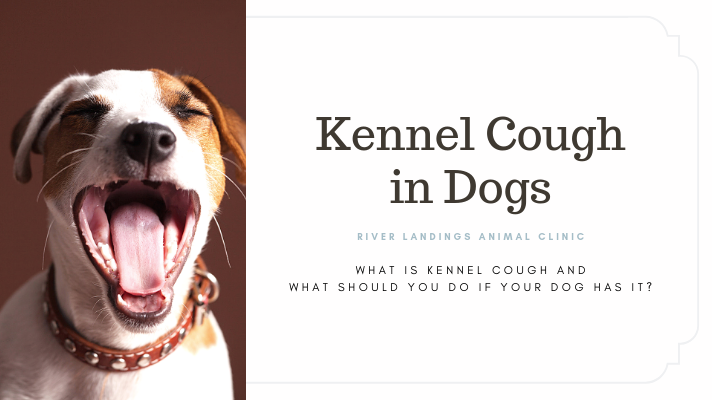 Kennel Cough In Dogs: Symptoms, Treatment, And Prevention — River Landings  Animal Clinic In Bradenton, Florida