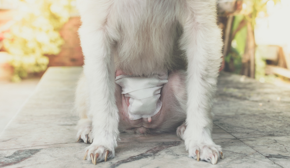 Pyometra In Dogs: Causes, Symptoms, And Treatment | Pawlicy Advisor