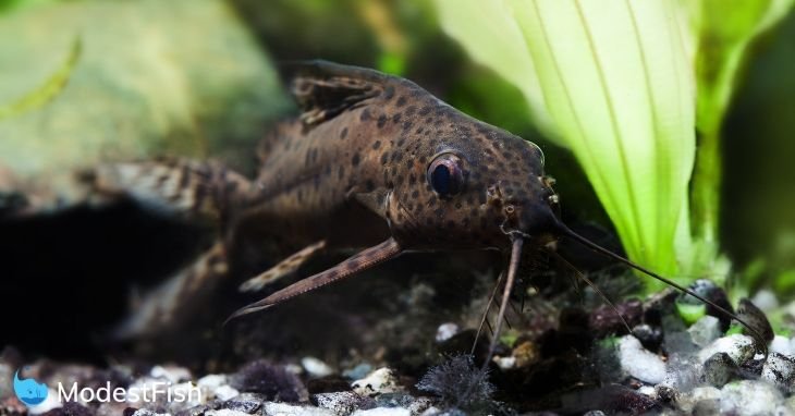 Bottom Feeder Fish: Best & Worst Types For Your Aquarium