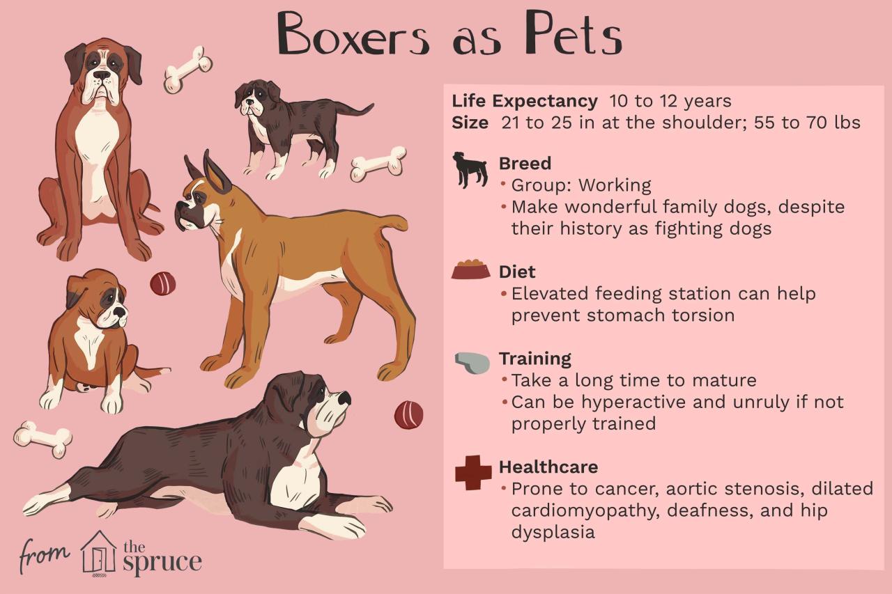 Boxer: Dog Breed Characteristics & Care